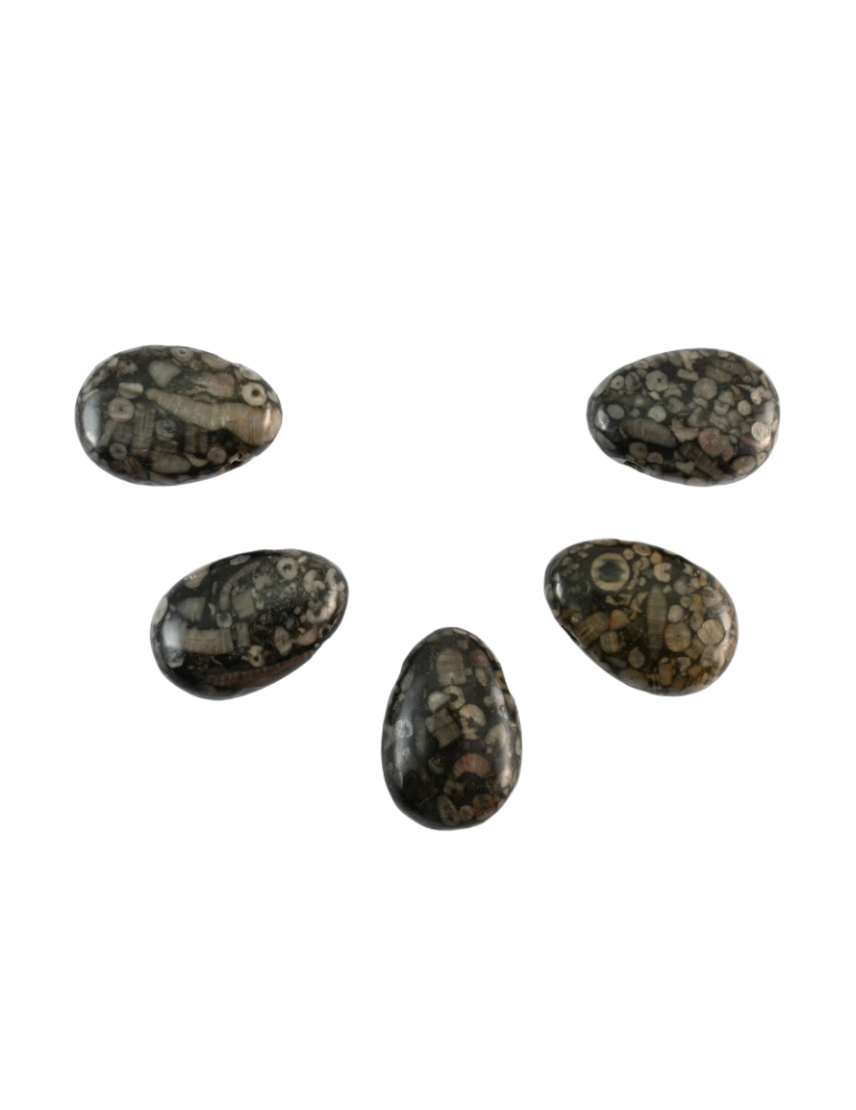 Pendentifs percés travers jaspe turitelle lot x5 AA