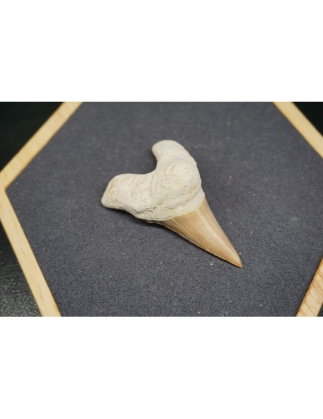 Shark Tooth Fossil