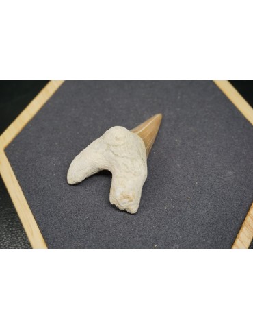 Shark Tooth Fossil
