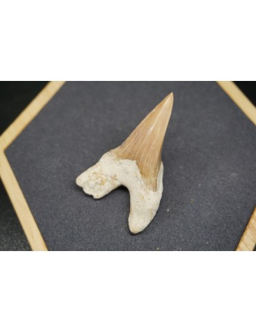 Fossile de Dent de Requin