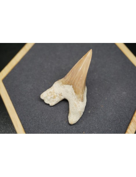 Shark Tooth Fossil