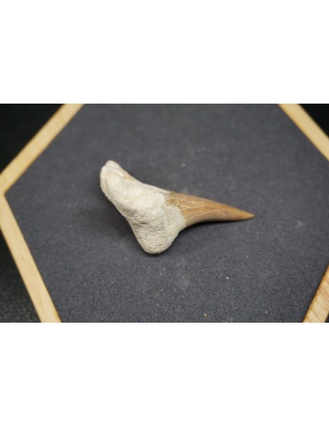 Shark Tooth Fossil