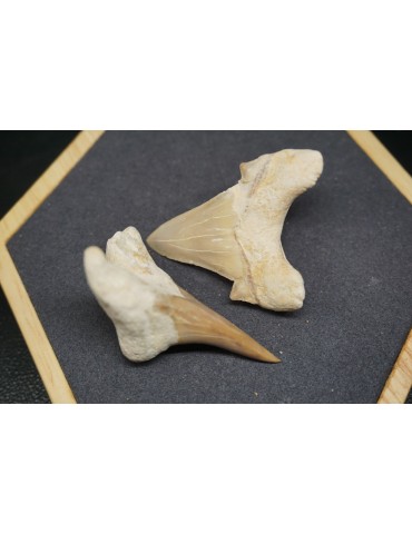 Shark Tooth Fossil
