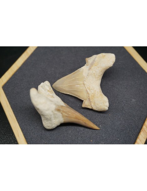 Shark Tooth Fossil
