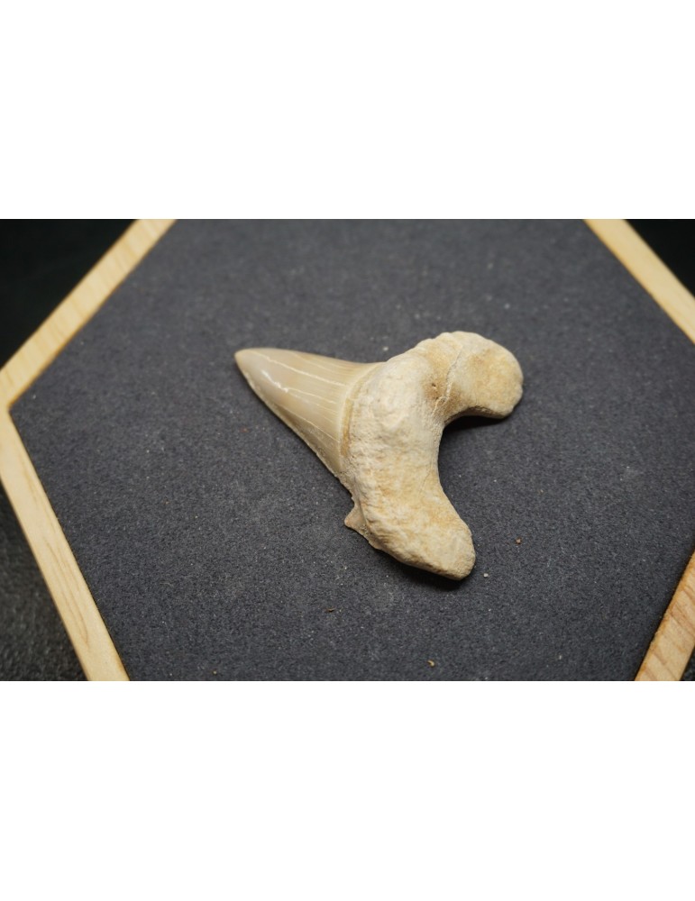 Fossile de Dent de Requin