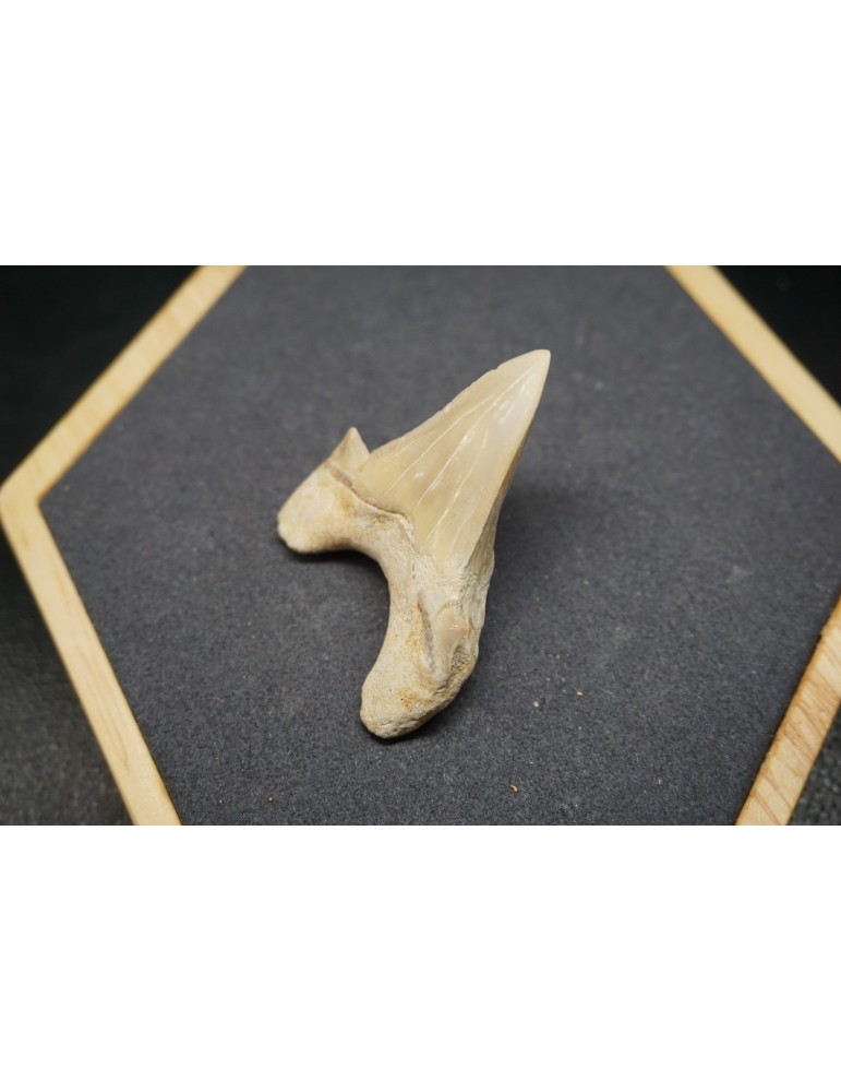 Shark Tooth Fossil