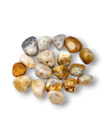 fossil coral rolled stones A