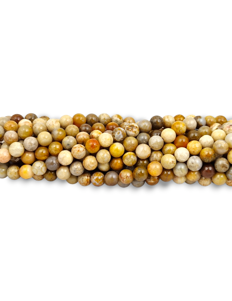 Fil Corail fossile perles AA